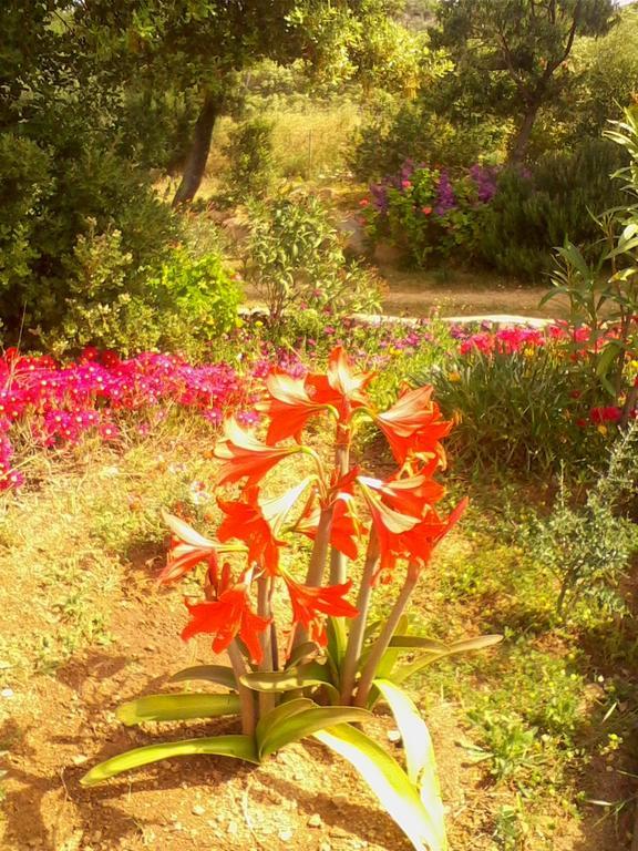 Farm Stay Gli Oleandri Loiri Porto San Paolo Kültér fotó