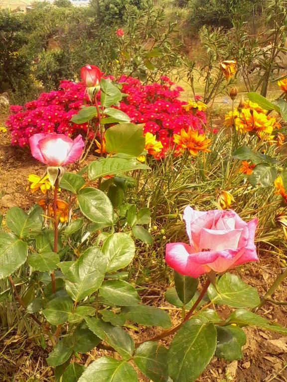 Farm Stay Gli Oleandri Loiri Porto San Paolo Kültér fotó
