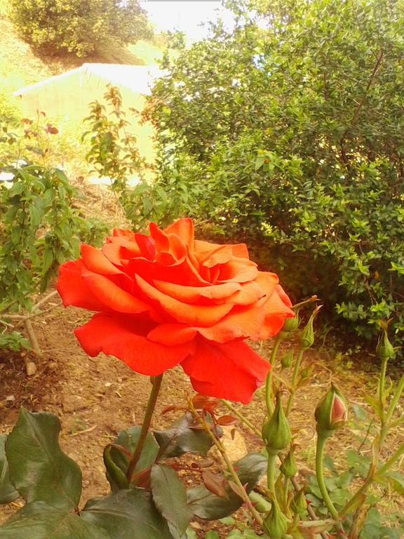 Farm Stay Gli Oleandri Loiri Porto San Paolo Kültér fotó
