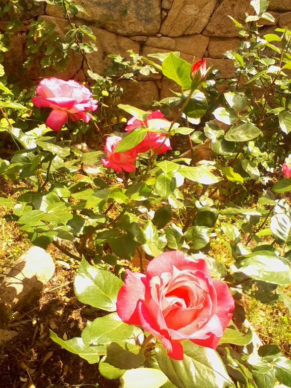 Farm Stay Gli Oleandri Loiri Porto San Paolo Kültér fotó
