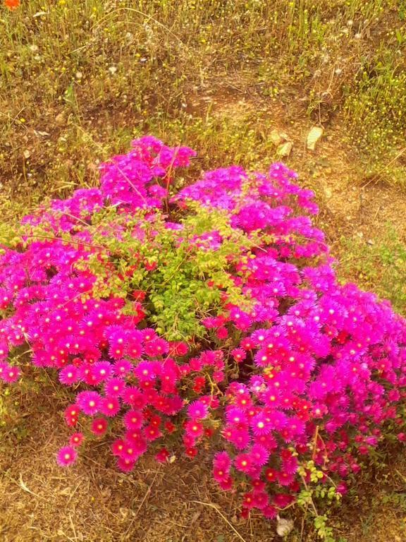 Farm Stay Gli Oleandri Loiri Porto San Paolo Kültér fotó