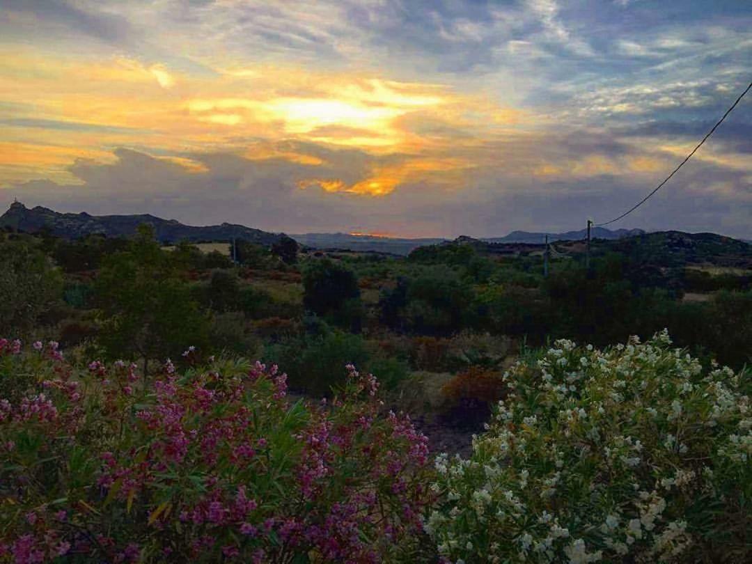 Farm Stay Gli Oleandri Loiri Porto San Paolo Kültér fotó